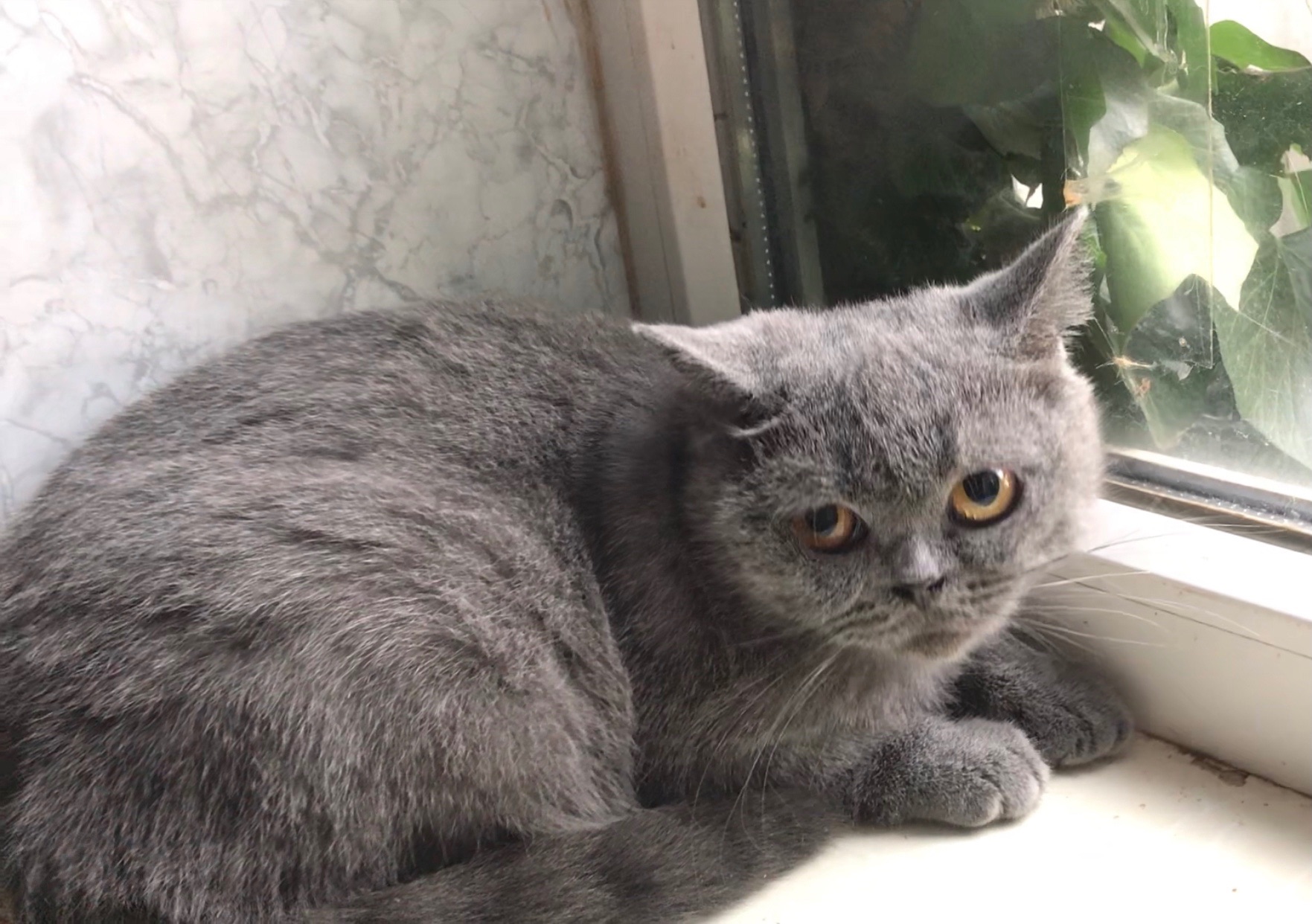 Британская кошечка