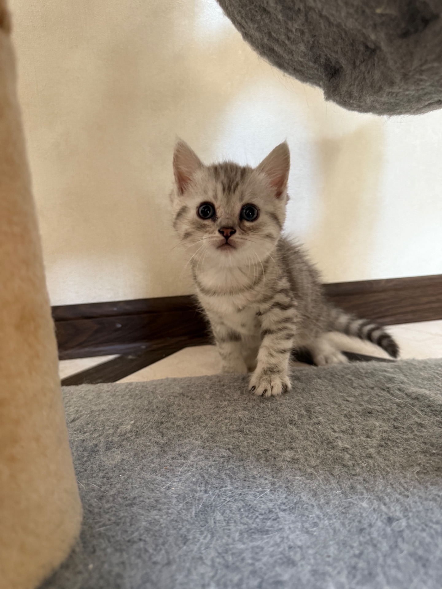Шотландські кошенята