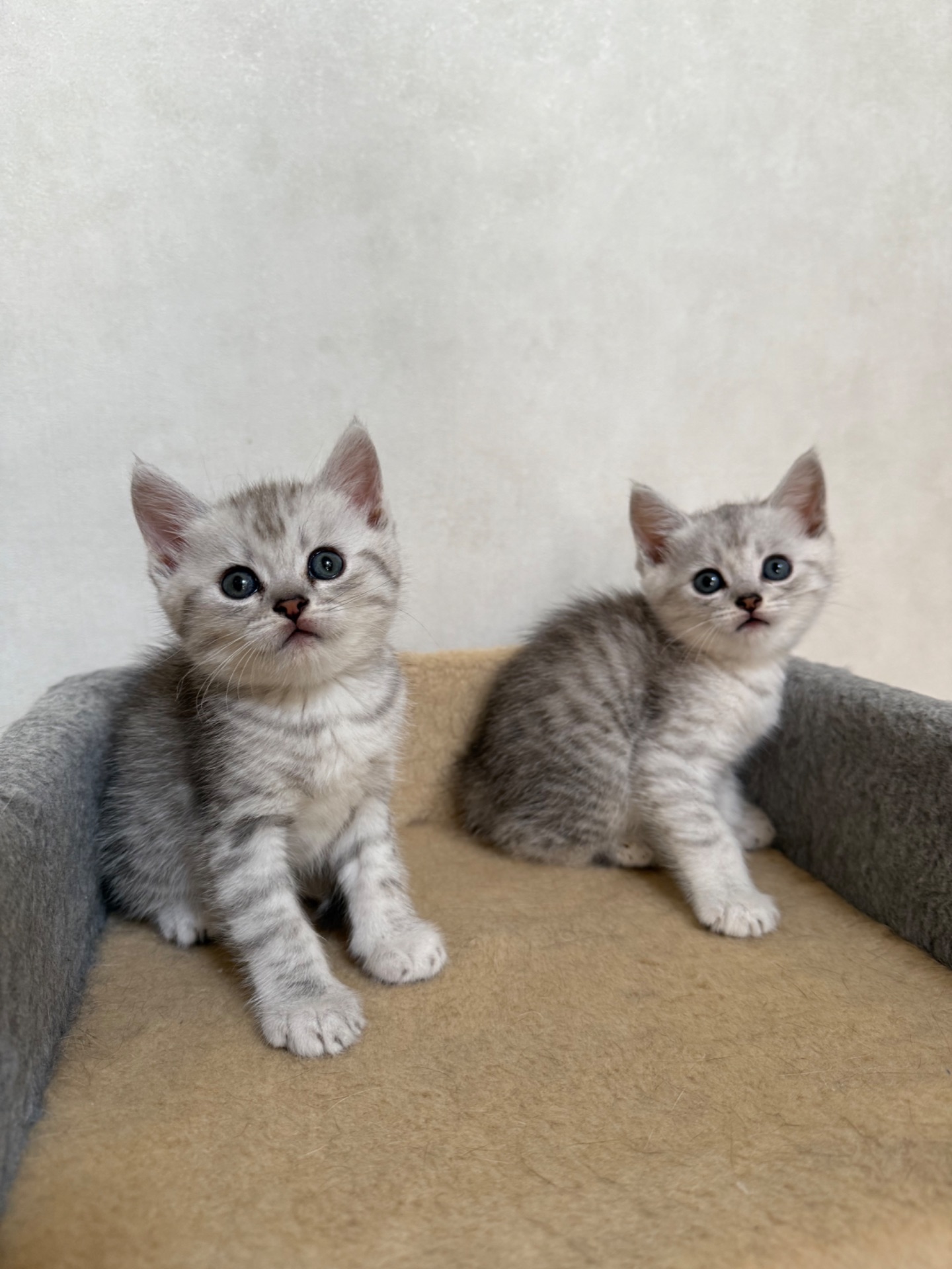 Шотландські кошенята