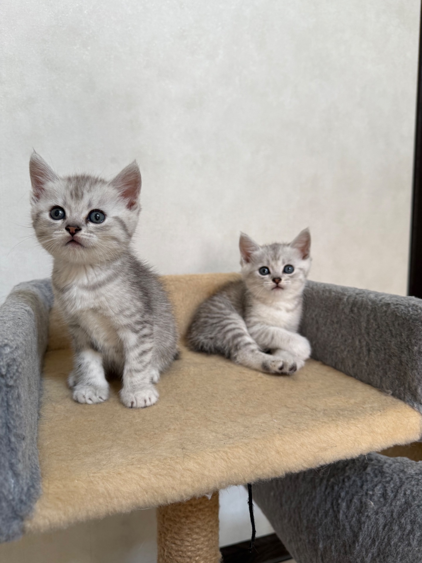 Шотландські кошенята
