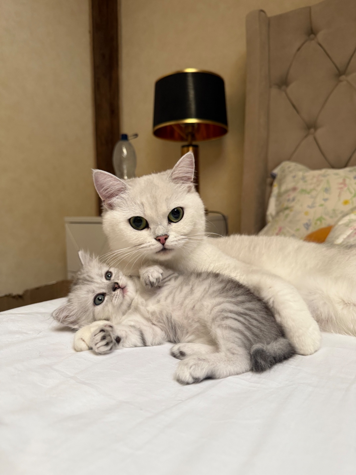 Шотландські кошенята