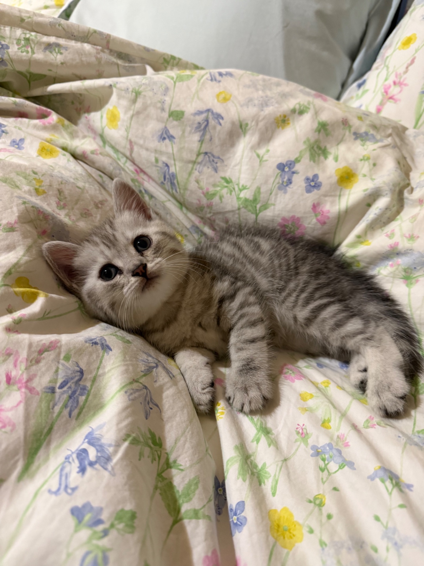Шотландські кошенята