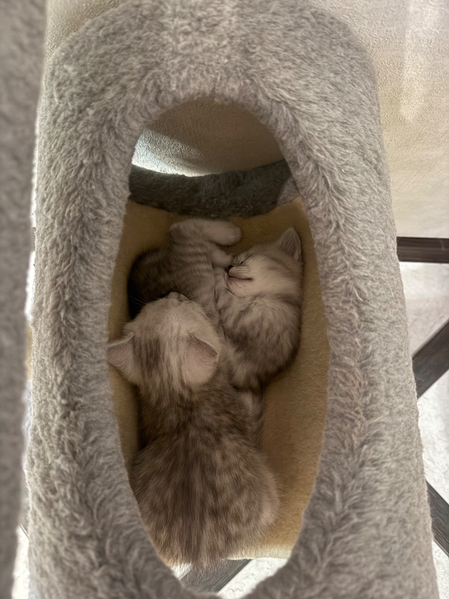 Шотландські кошенята
