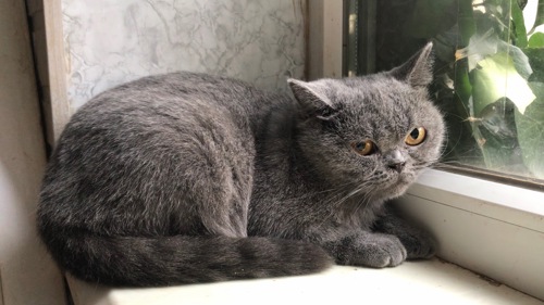 Британская кошечка