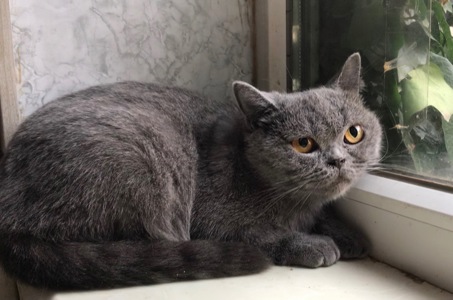Британская кошечка