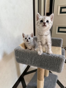 Шотландські кошенята