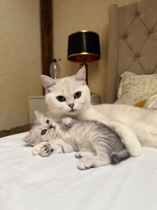 Шотландські кошенята