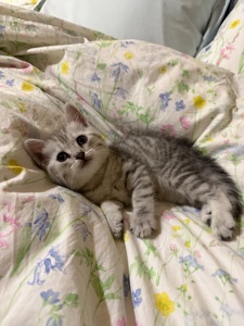 Шотландські кошенята