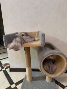 Шотландські кошенята