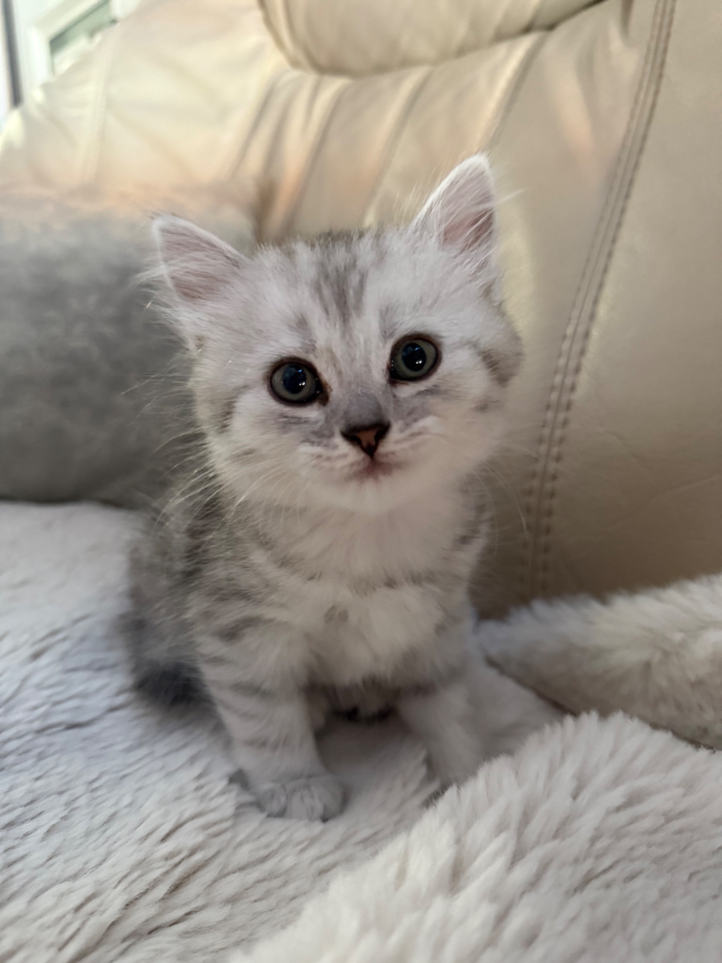 Шотландські кошенята