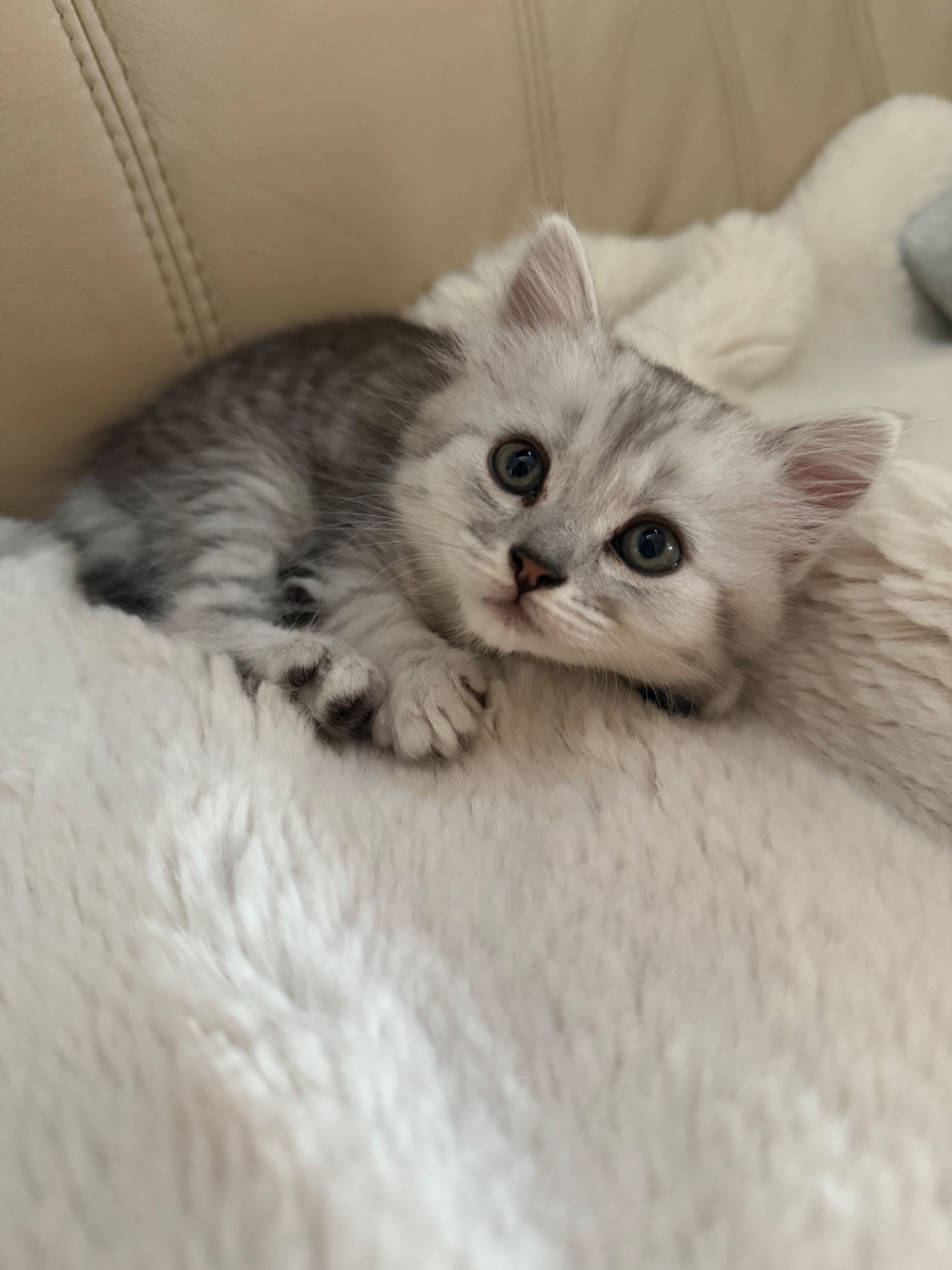 Шотландські кошенята