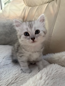Шотландські кошенята