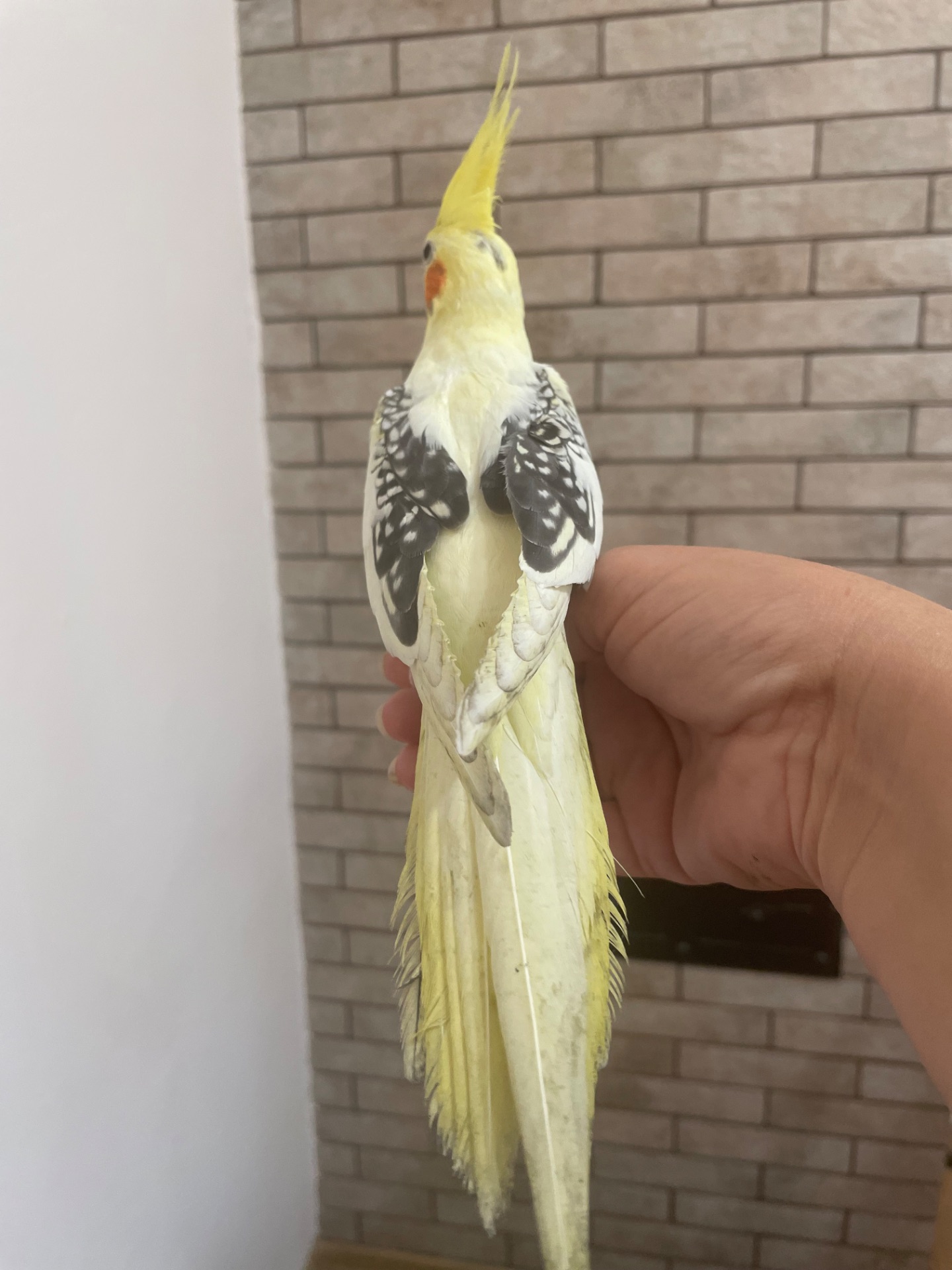 Корела