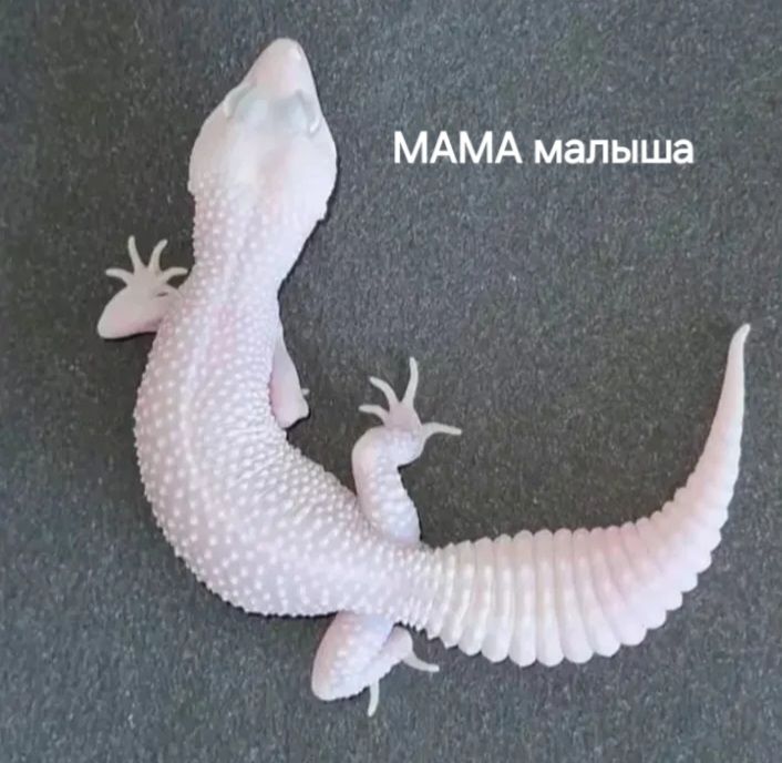 Эублефар. Леопардовый геккон