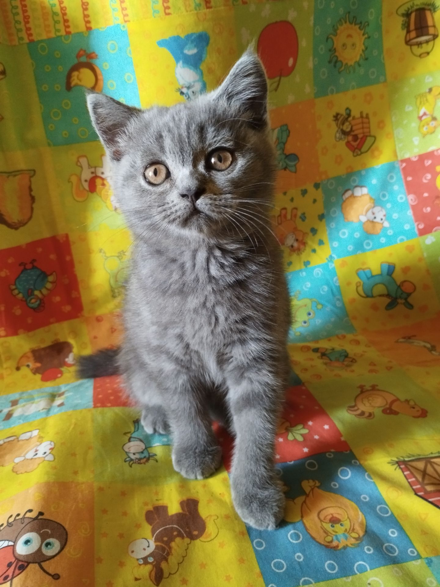 Шотландська дівчинка