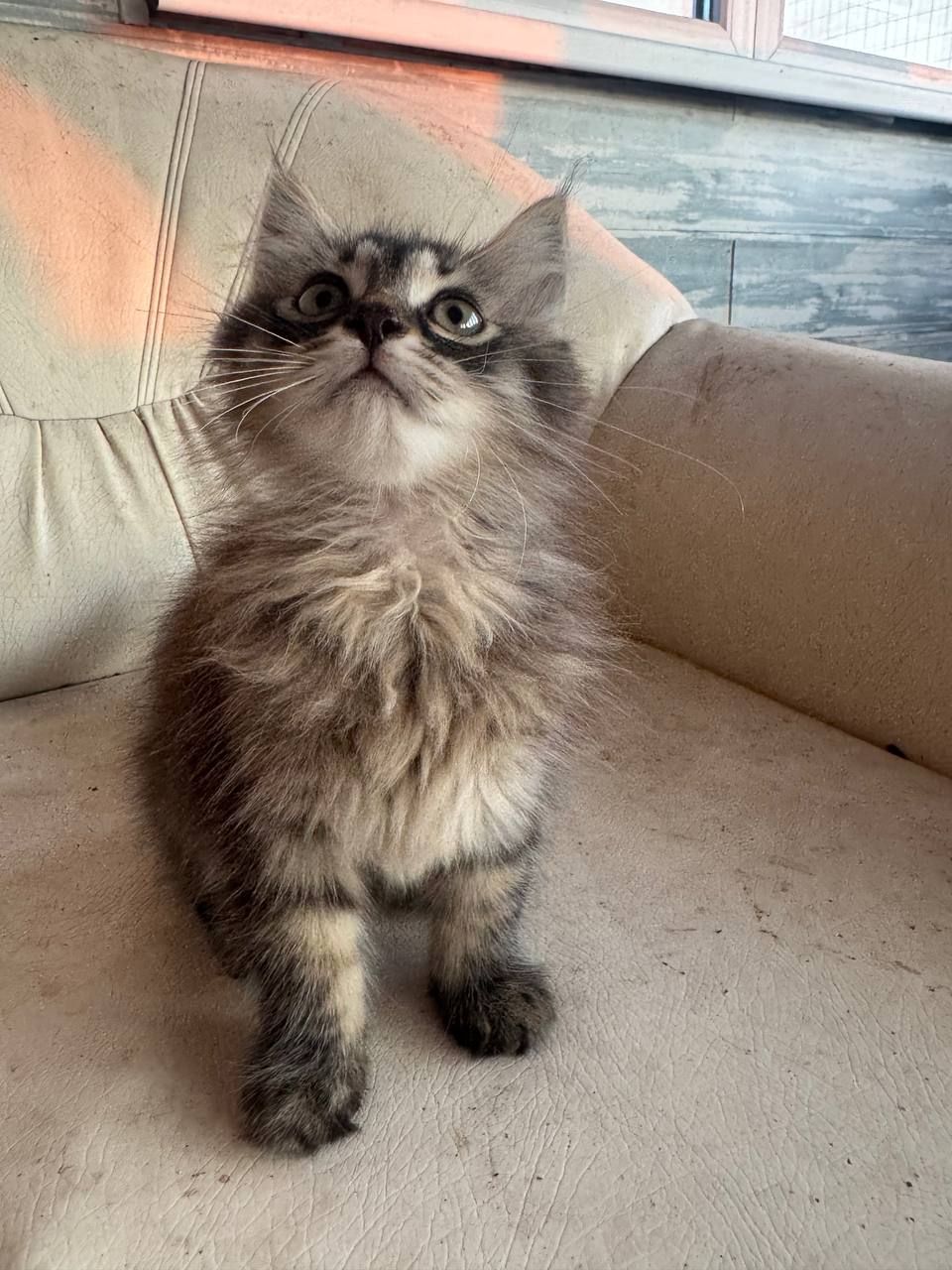 Кошенята метіс сибірський