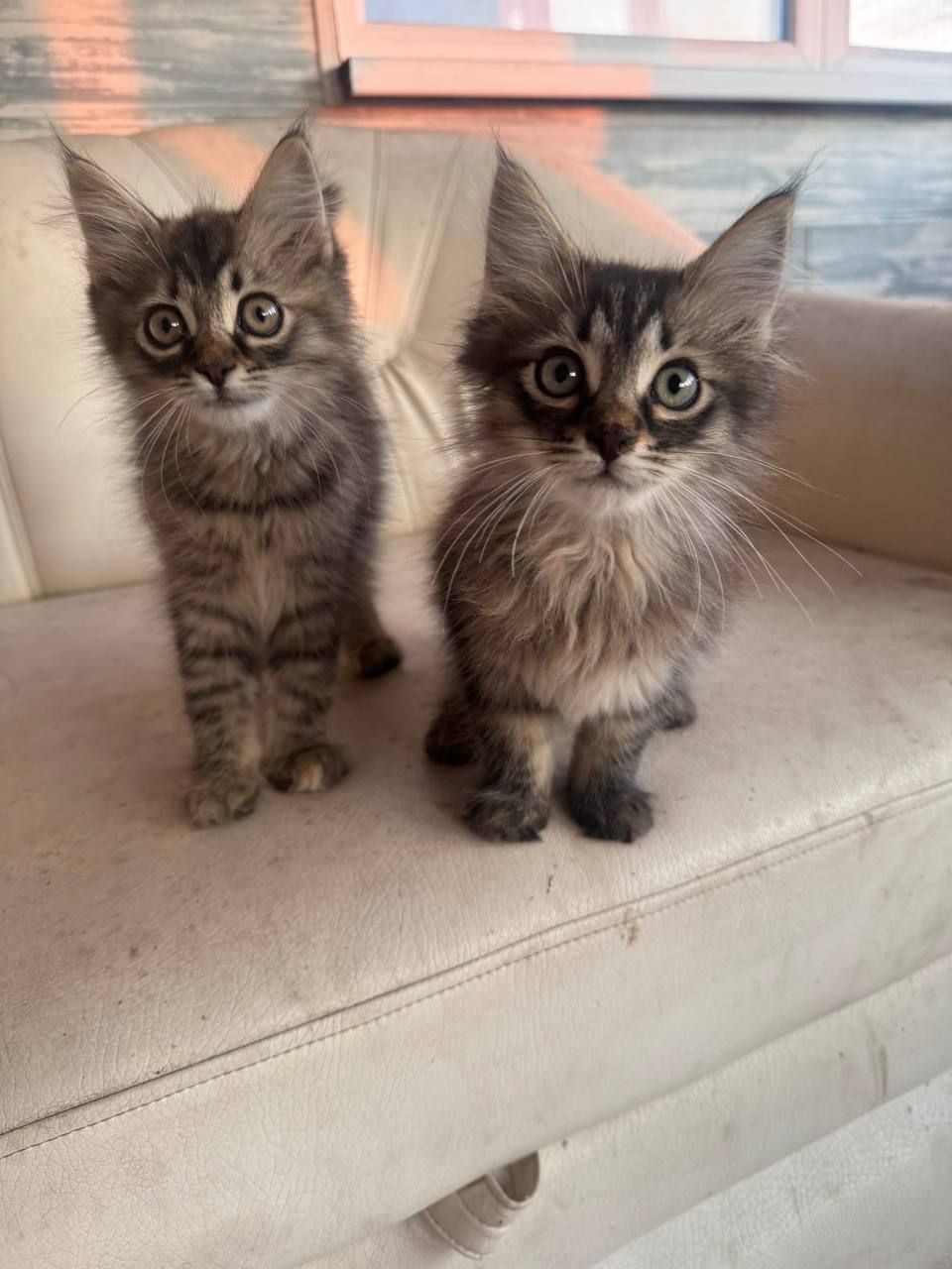 Кошенята метіс сибірський