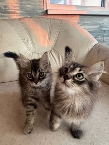 Кошенята метіс сибірський