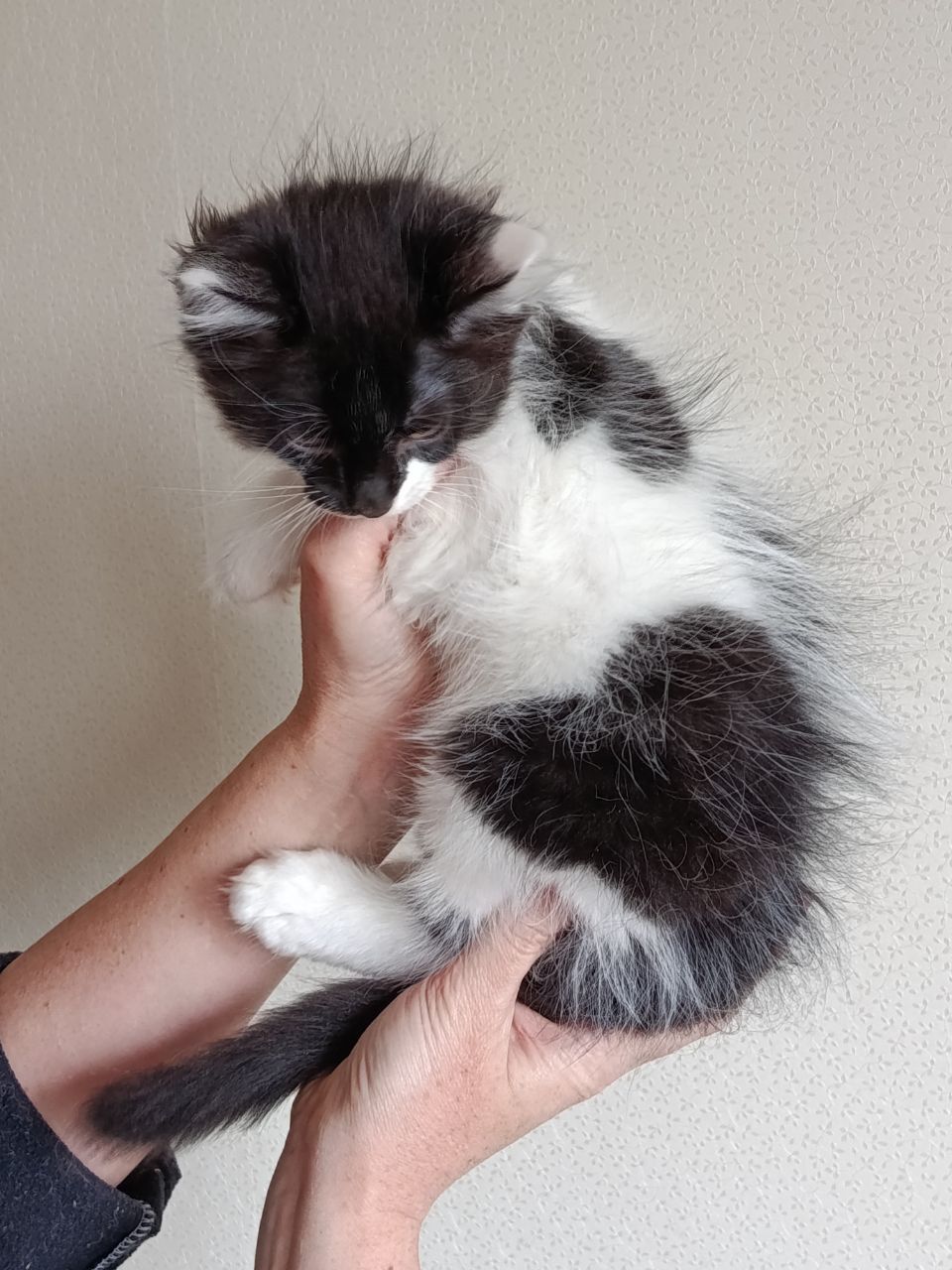 Ніжне кошеня Фредді, грайливий котик 3 місяці. Ходить у лоток
