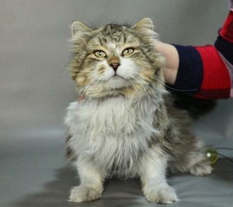 Пухнастий котик Нільс, 7 років. Затишний і добрий кіт
