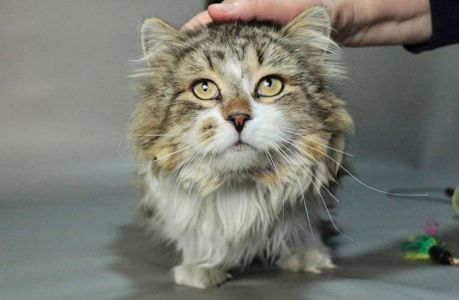 Пухнастий котик Нільс, 7 років. Затишний і добрий кіт