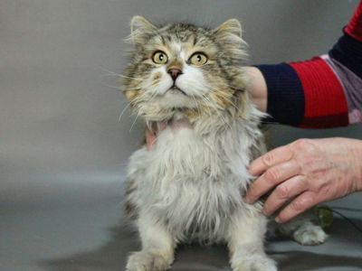 Пухнастий котик Нільс, 7 років. Затишний і добрий кіт