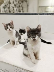 Кошеня Бель - активна грайлива ніжна кішечка 3 міс. Привчена до лотка