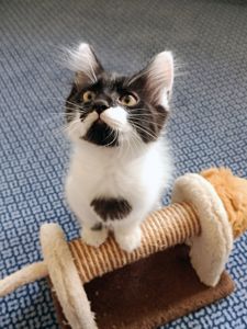 Ніжне кошеня Фредді, грайливий котик 3 місяці. Ходить у лоток