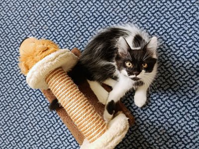 Ніжне кошеня Фредді, грайливий котик 3 місяці. Ходить у лоток
