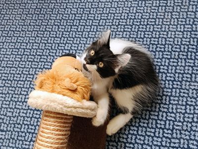 Ніжне кошеня Фредді, грайливий котик 3 місяці. Ходить у лоток