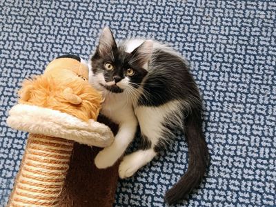 Ніжне кошеня Фредді, грайливий котик 3 місяці. Ходить у лоток