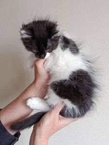 Ніжне кошеня Фредді, грайливий котик 3 місяці. Ходить у лоток
