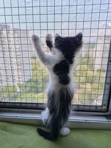 Ніжне кошеня Фредді, грайливий котик 3 місяці. Ходить у лоток