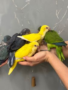 Калита монах разных окрасов, ручной говорящий попугай квакер