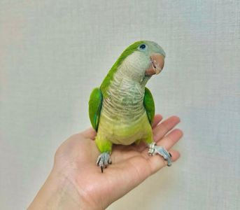 Калита монах зеленый, монах ручной говорящий попугай птенцы
