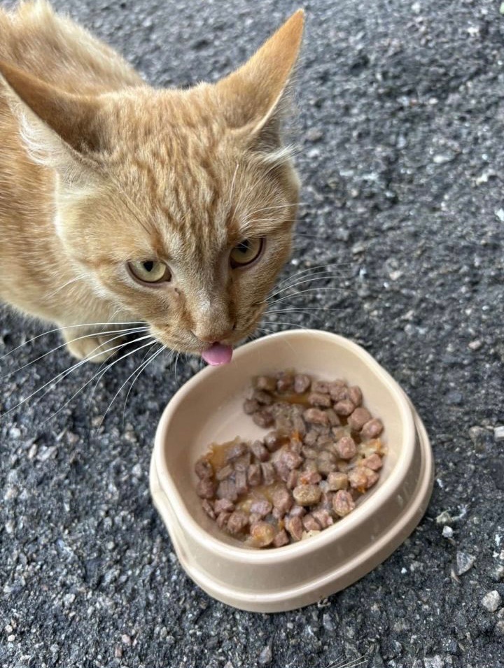 Бездомний котик шукає господаря