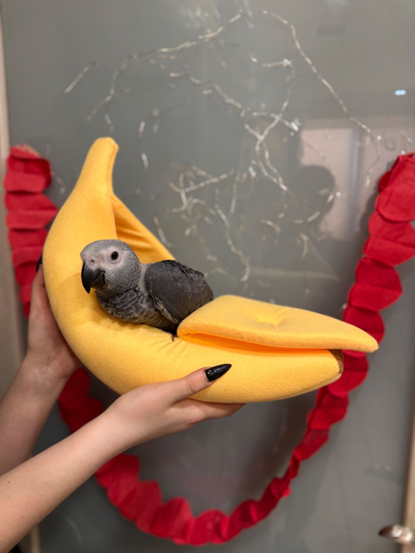 Сірий жако