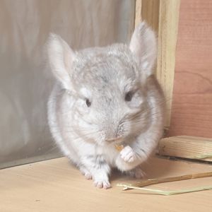 Маленькая самочка шиншиллы бежевая носительница эбони
