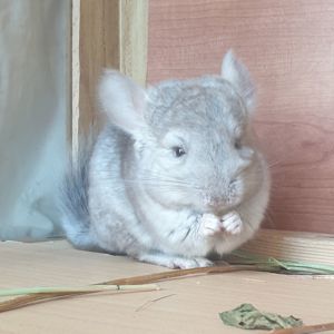 Маленькая самочка шиншиллы бежевая носительница эбони