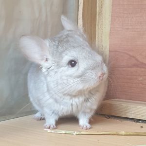 Маленькая самочка шиншиллы бежевая носительница эбони