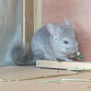 Маленькая самочка шиншиллы бежевая носительница эбони