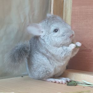 Маленькая самочка шиншиллы бежевая носительница эбони