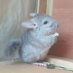 Маленькая самочка шиншиллы бежевая носительница эбони