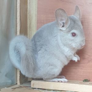 Маленькая самочка шиншиллы бежевая фиолетовая эбони