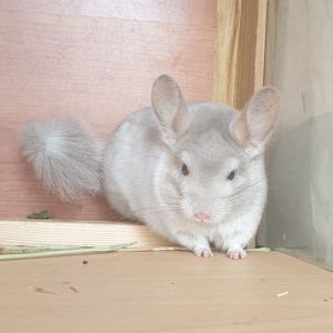 Маленькая самочка шиншиллы бежевая фиолетовая эбони