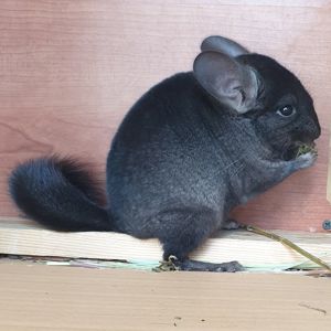 Маленький самец шиншиллы эбони носитель фиолета
