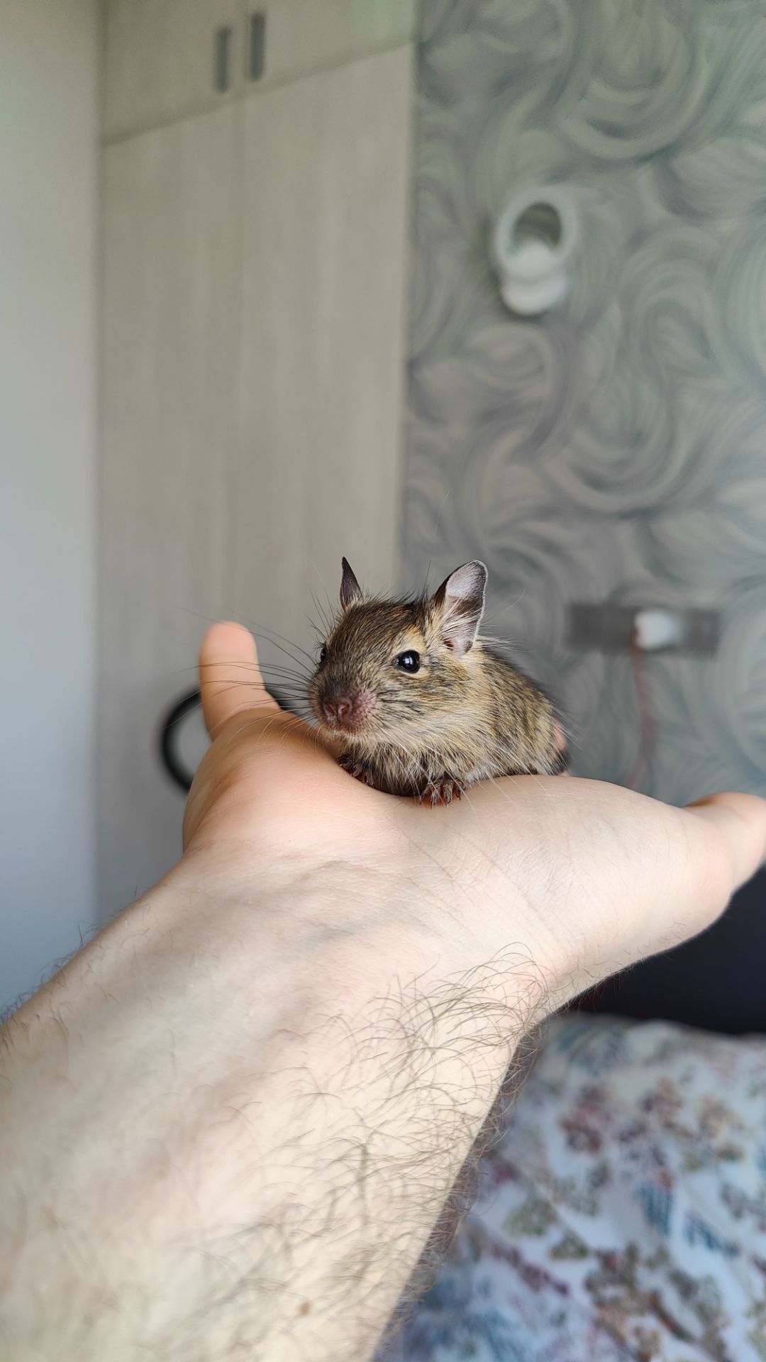 Дегу