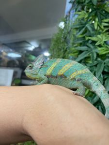 Єменський хамелеон