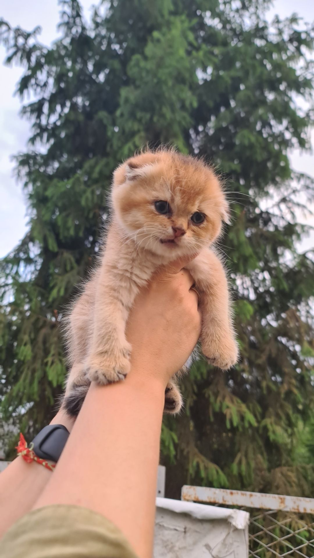 Шотландский мальчик, окрас золото.