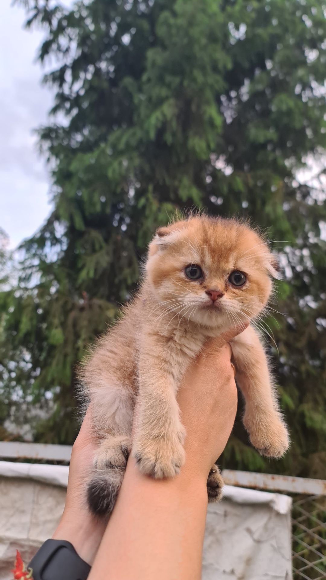 Шотландский мальчик, окрас золото.